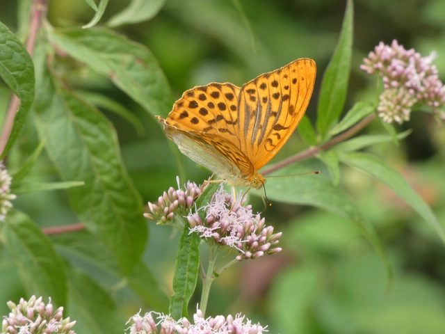 Argynnis paphia - nagy gyöngyházlepke