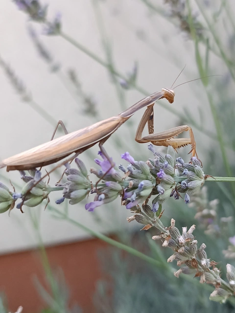 Mantis religiosa - imádkozósáska