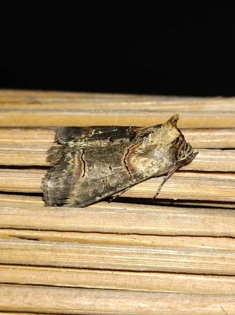 Abrostola triplasia - közönséges csalánbagoly