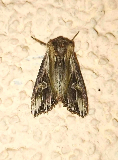 Actinotia polyodon - nagy sugarasbagoly