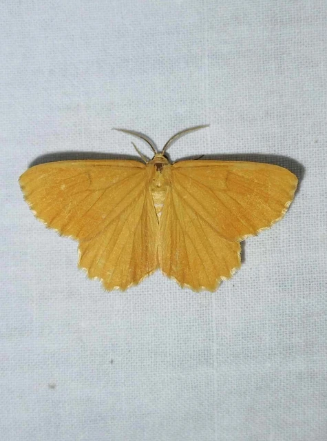 Angerona prunaria - sárga kökényaraszoló