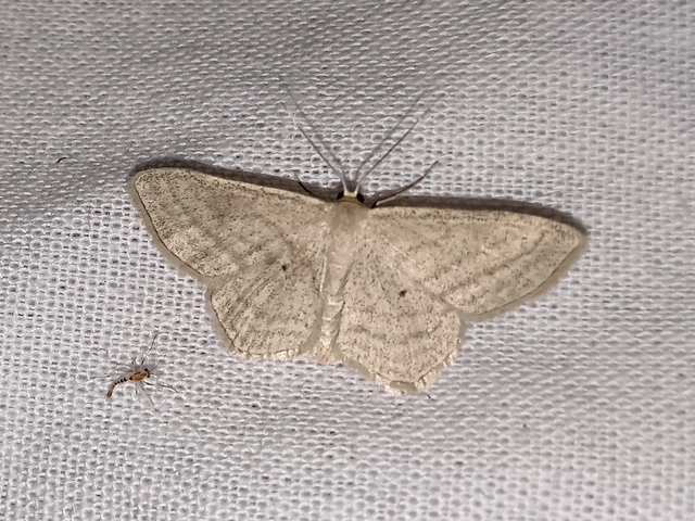 Scopula virgulata - vesszős sávosaraszoló