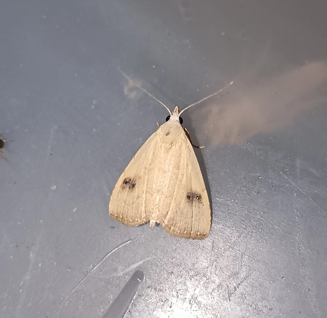 Rivula sericealis - selymes lórombagoly
