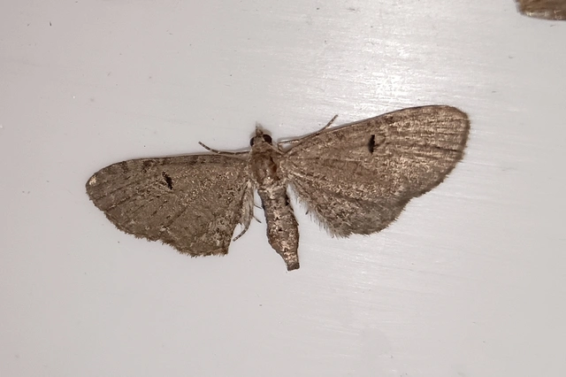 Eupithecia absinthiata - üröm-törpearaszoló
