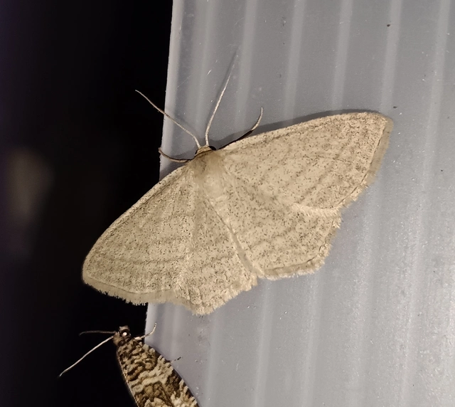 Scopula virgulata - vesszős sávosaraszoló