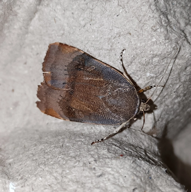 Noctua janthe - lappangó sárgafűbagoly
