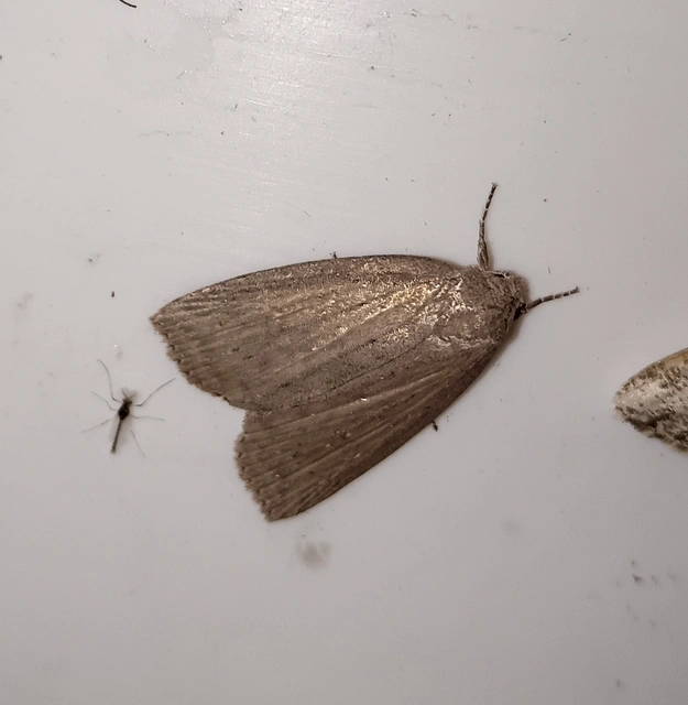 Chilodes maritima - négyfoltos nádibagoly