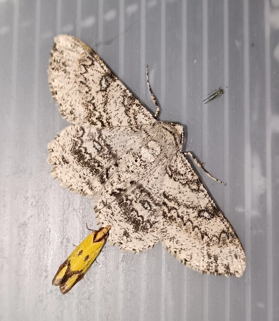 Ascotis selenaria - holdas faaraszoló