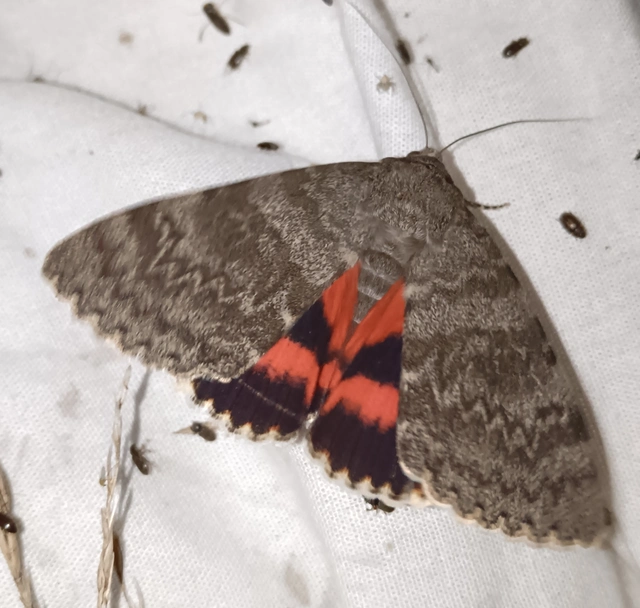 Catocala elocata - közönséges övesbagoly