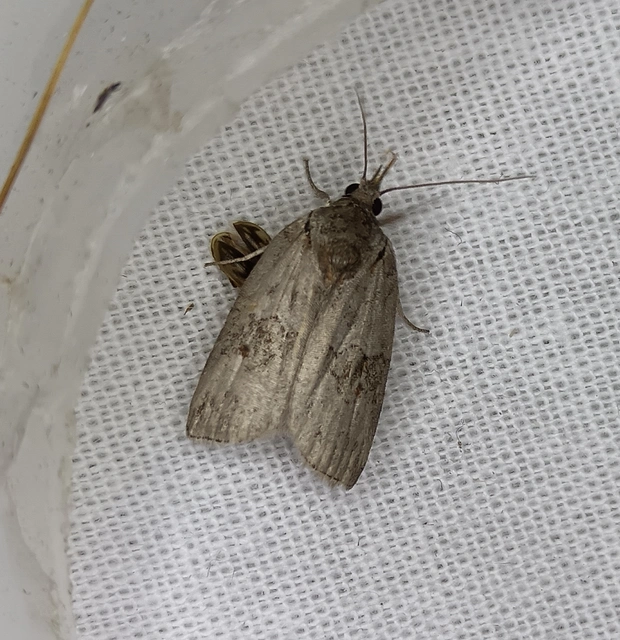 Nycteola asiatica - nyárfa-trapézbagoly