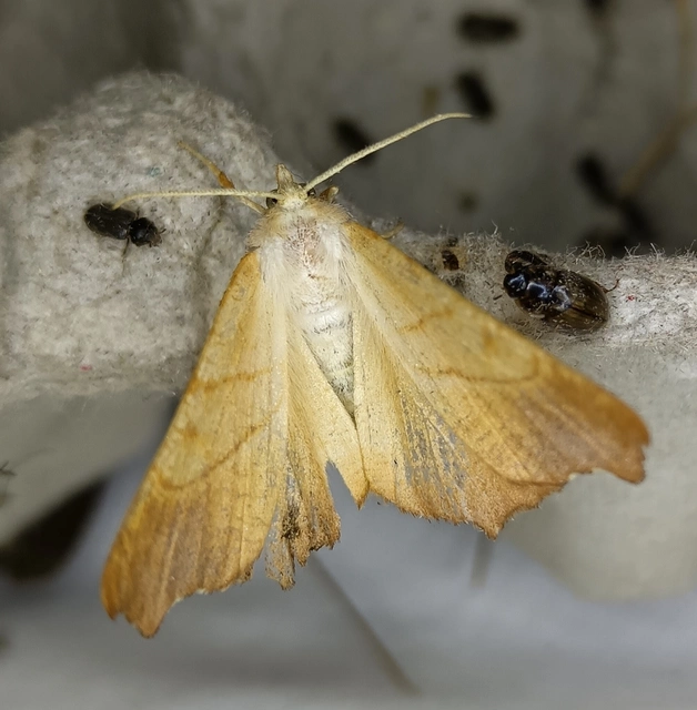 Ennomos fuscantaria - kőris-levélaraszoló
