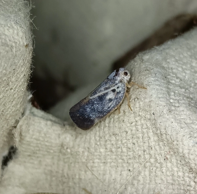 Metcalfa pruinosa - amerikai lepkekabóca