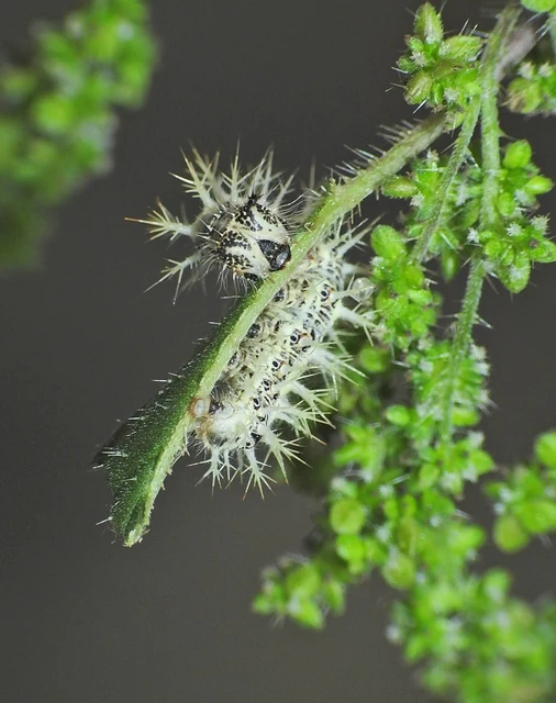 Nymphalis c-album - C-betűs lepke