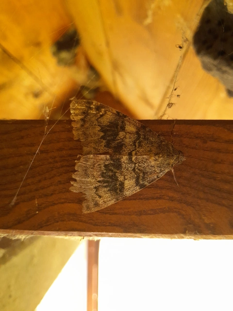Catocala elocata - közönséges övesbagoly