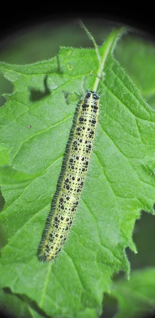 Pieris brassicae - káposztalepke