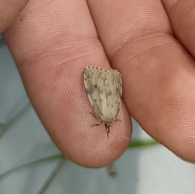 Thumata senex - mocsári medvelepke