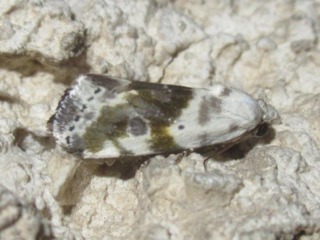 Ponometia candefacta - parlagfűbagoly