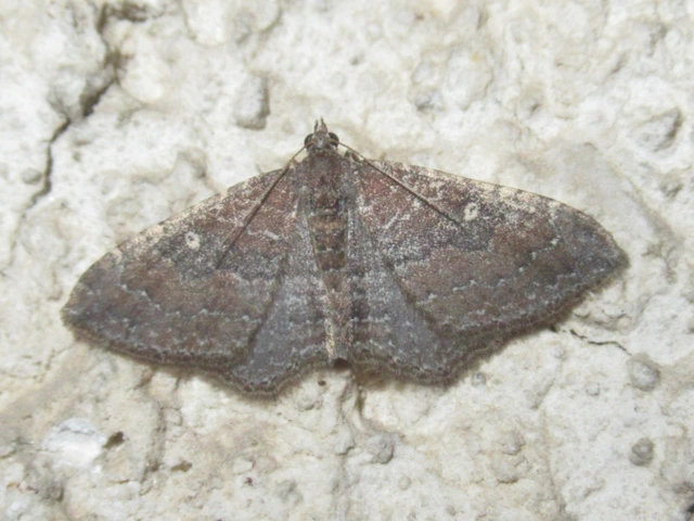 Orthonama obstipata - vándoraraszoló