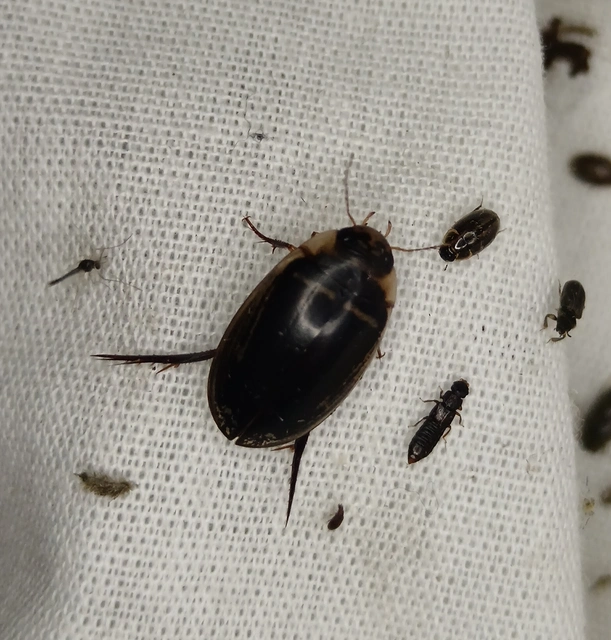 Hydaticus transversalis - harántsávos mocsáricsíkbogár