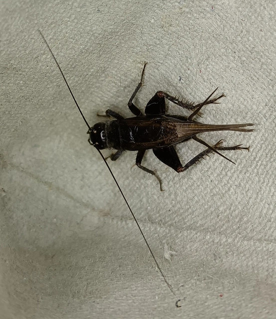 Eumodicogryllus bordigalensis - bordói tücsök