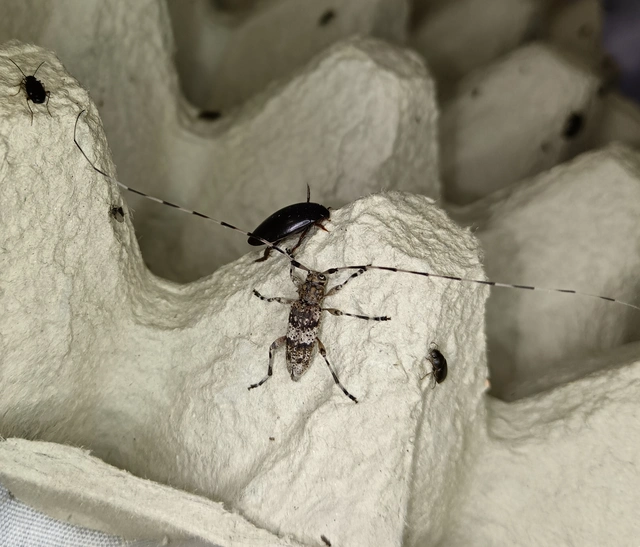 Acanthocinus griseus - szürke daliáscincér