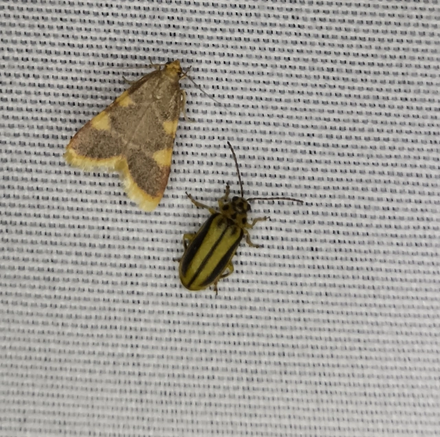 Xanthogalerucella luteola - szilfa-olajosbogár