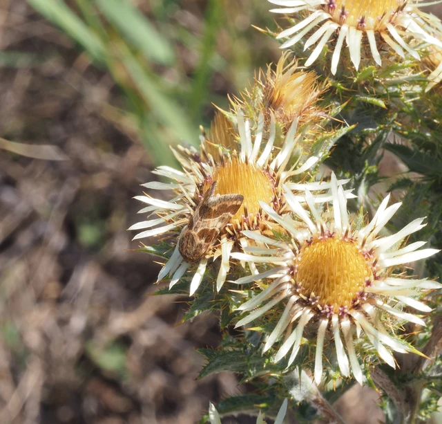 Schinia cognata - nyúlparéj-nappalibagoly