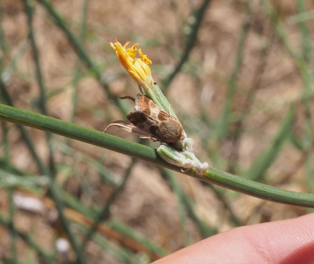 Schinia cognata - nyúlparéj-nappalibagoly