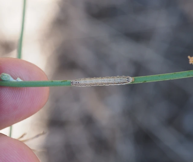 Schinia cognata - nyúlparéj-nappalibagoly