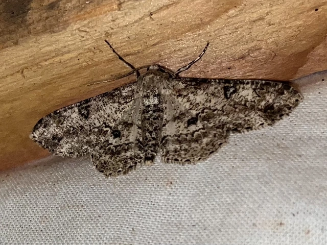 Ascotis selenaria - holdas faaraszoló