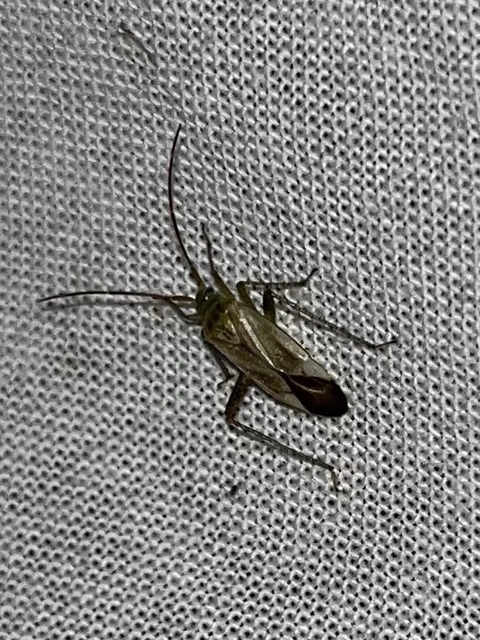 Adelphocoris lineolatus - lucernapoloska