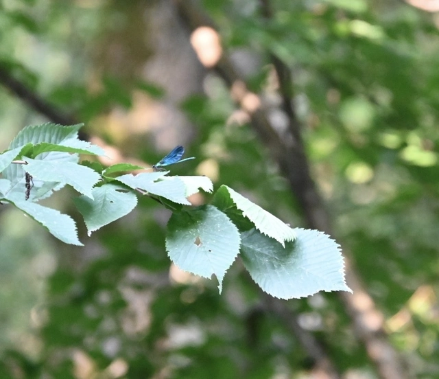 Calopteryx virgo - kisasszony-szitakötő