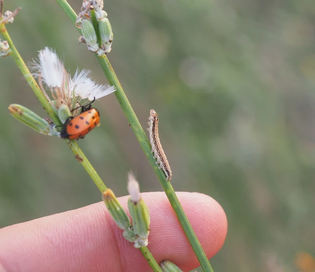 Schinia cognata - nyúlparéj-nappalibagoly