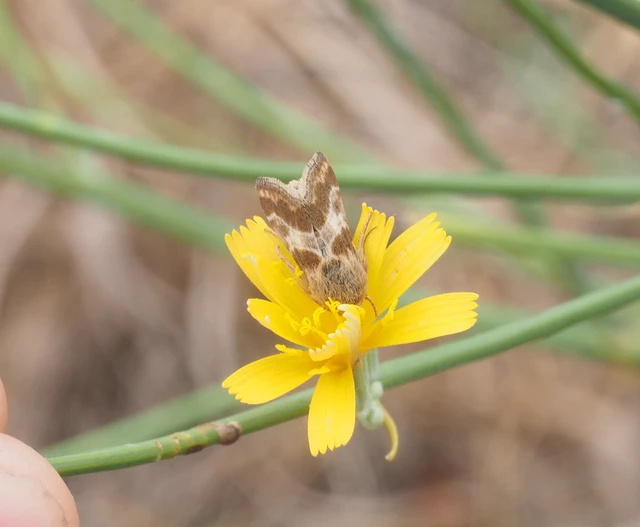 Schinia cognata - nyúlparéj-nappalibagoly