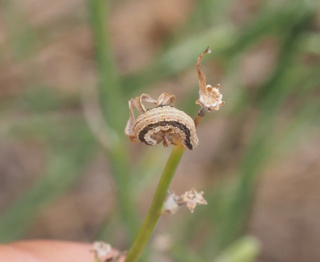Schinia cognata - nyúlparéj-nappalibagoly