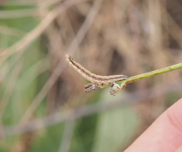 Schinia cognata - nyúlparéj-nappalibagoly