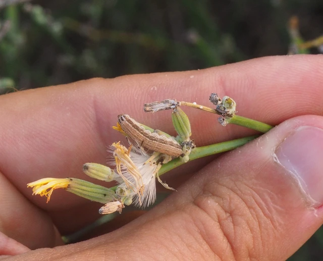 Schinia cognata - nyúlparéj-nappalibagoly