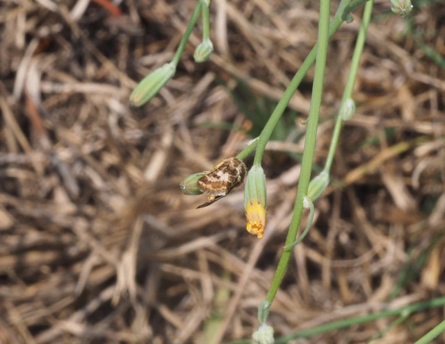 Schinia cognata - nyúlparéj-nappalibagoly