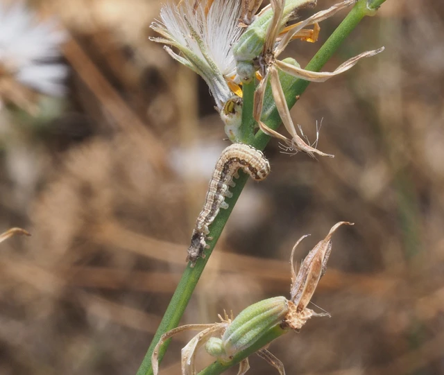 Schinia cognata - nyúlparéj-nappalibagoly