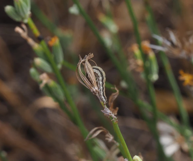Schinia cognata - nyúlparéj-nappalibagoly