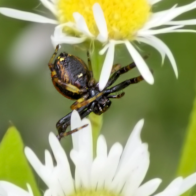 Synema globosum - fekete-sárga karolópók