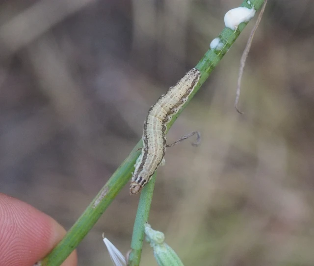 Schinia cognata - nyúlparéj-nappalibagoly