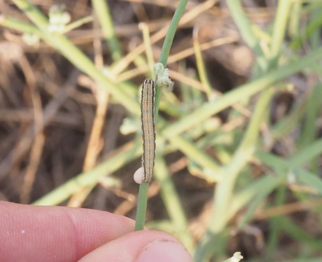 Schinia cognata - nyúlparéj-nappalibagoly