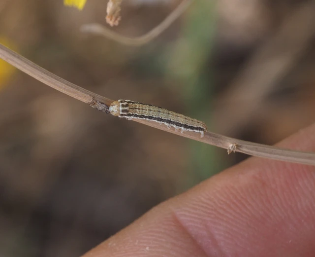 Schinia cognata - nyúlparéj-nappalibagoly