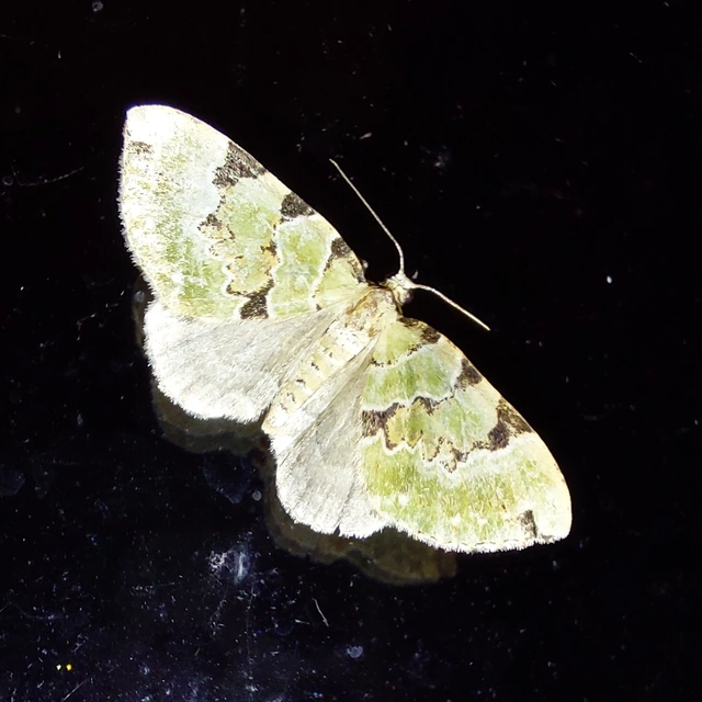 Colostygia pectinataria - zöld levélaraszoló