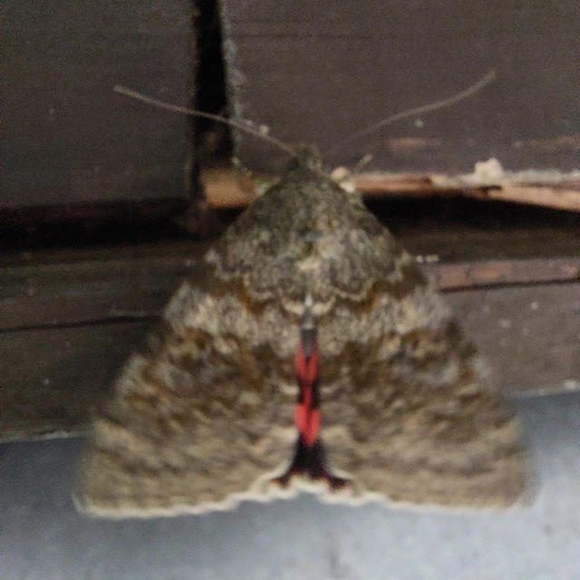 Catocala elocata - közönséges övesbagoly