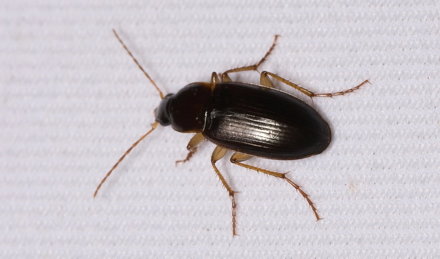 Calathus ambiguus - homoki tarfutó