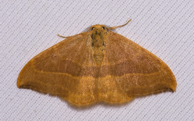 Watsonalla cultraria - bükkfa-sarlósszövő