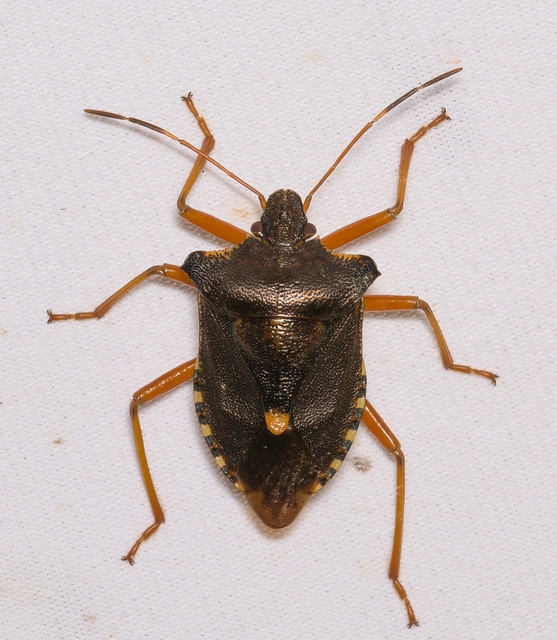 Pentatoma rufipes - vöröslábú címerespoloska Pentatoma rufipes - vöröslábú címerespoloska