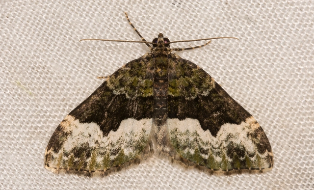 Euphyia biangulata - szegletes tarkaaraszoló